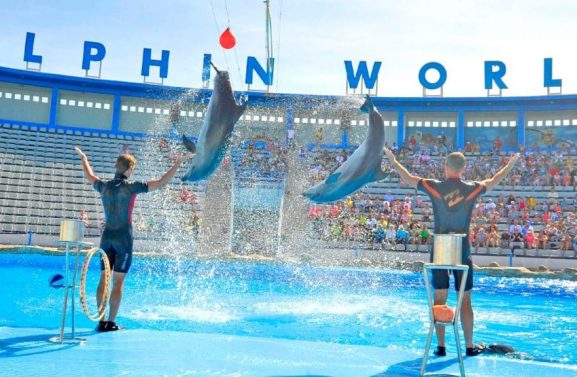 Spectacle-Dauphins-Hurghada-Dream-1-870x555